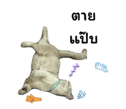644307237