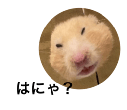 644383400