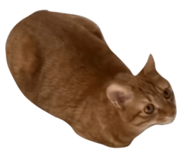 644475966