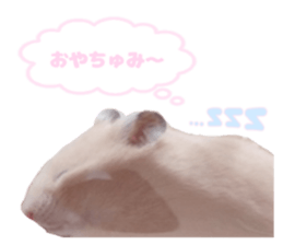 644476304