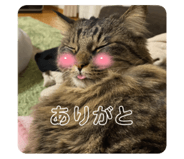 644586006