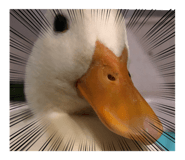 644812819