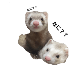 645409794