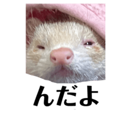 645409795