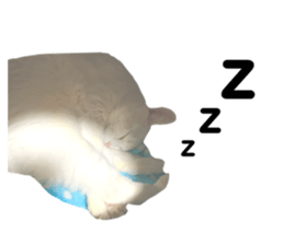 645419366