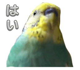 645435973