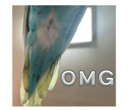 645435981