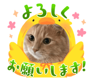 645573704