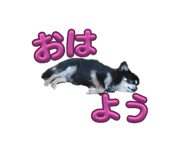 645633818