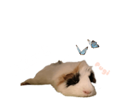 645744104