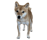 645884985