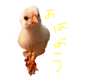 646023037