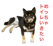 646131707