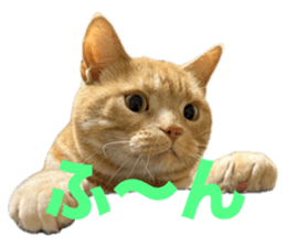 646148081