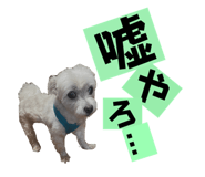 646155588