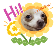 646216390