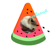646216404