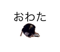 646220300