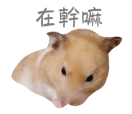646616519
