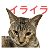646652677