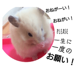 64683675