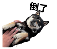 647430056