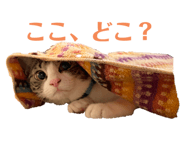 647859895