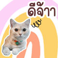 648468066