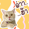 648468068