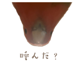 648752455