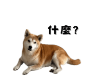 649160003
