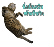 649891457