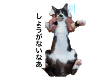 649964447