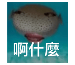 650636619