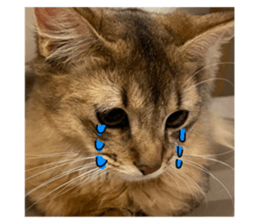 650801438