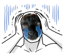 650811406