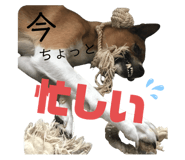 650921262