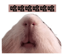 651253962