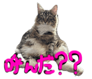 651295858