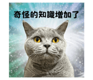 651433081
