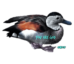 652088385