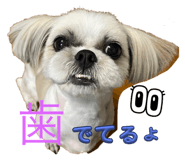 652528213