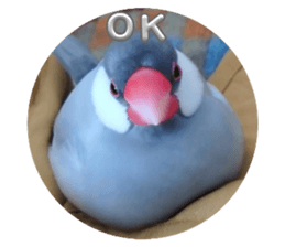 652554550