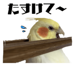 652555460