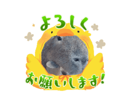 652823006