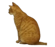652827236