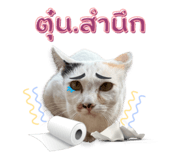 652838529