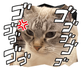 653450036