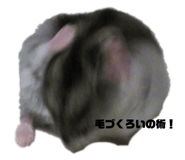653731427