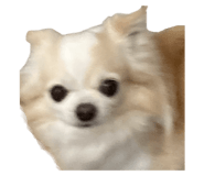 653831042